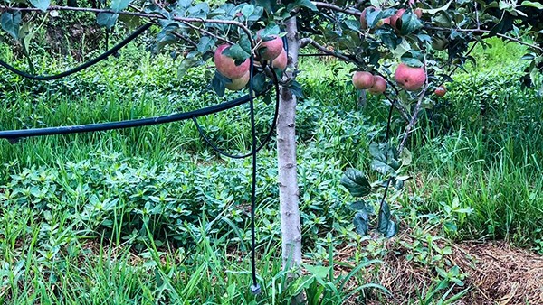 石林县引进茄子视频懂你的更多水肥一体化技术打造高原生态农业示范区